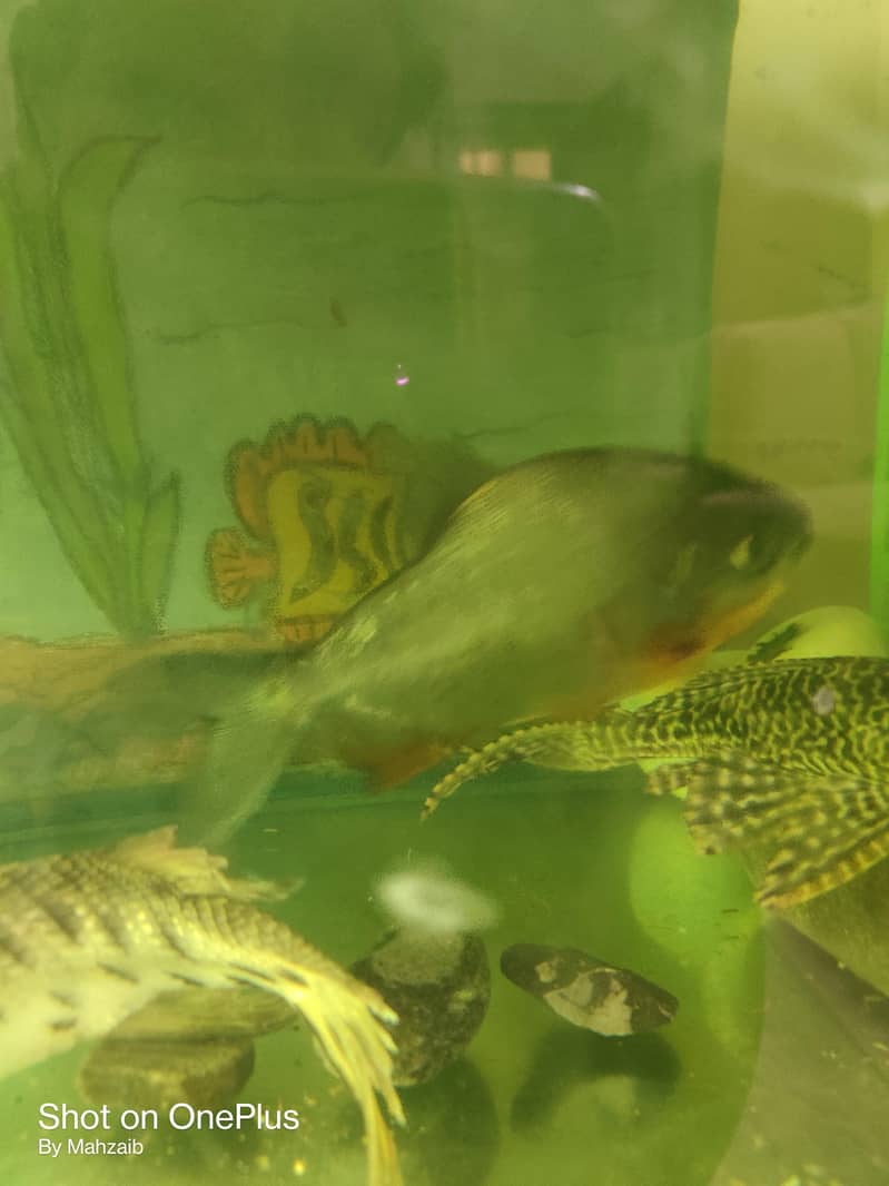 Pacu fish pair 3