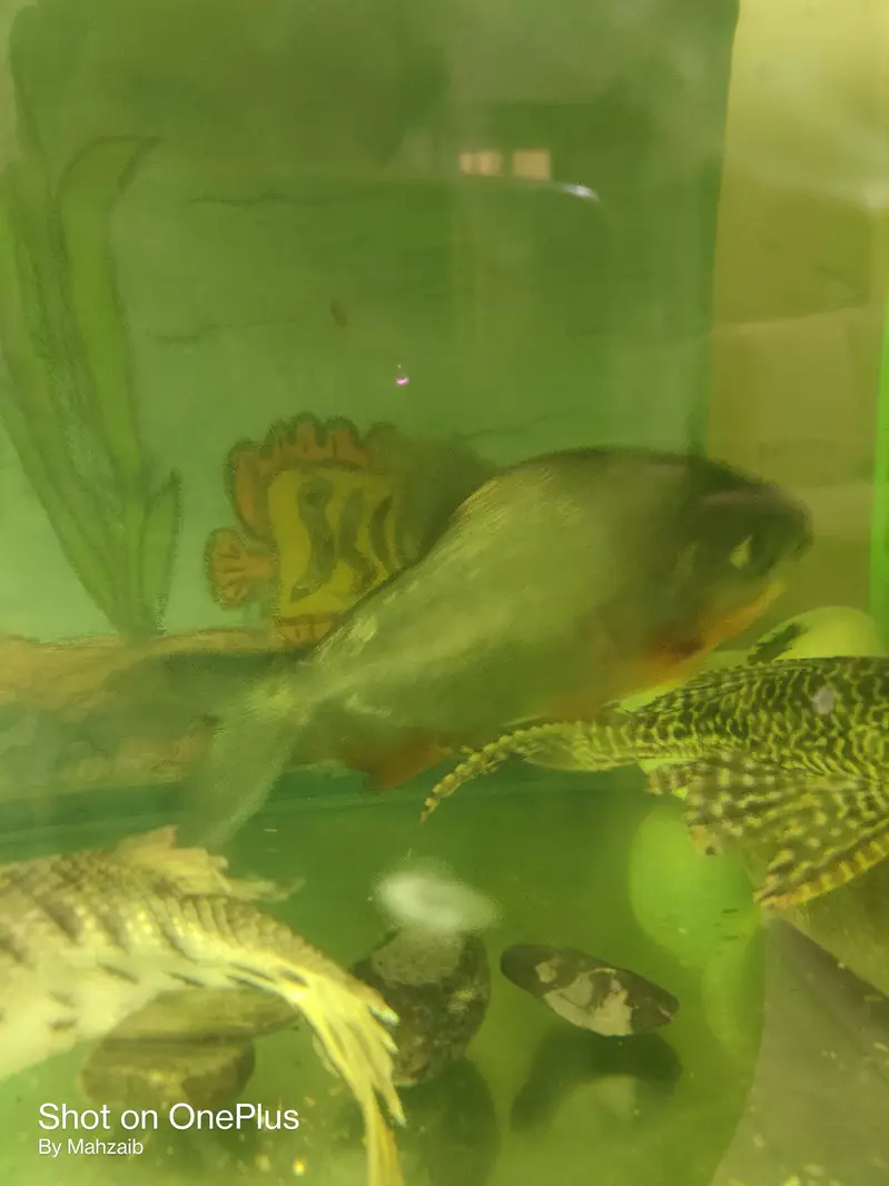 Pacu fish pair — photo 4