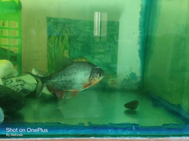 Pacu fish pair 4