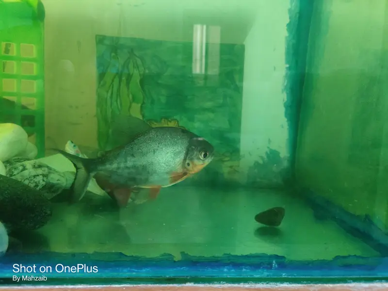 Pacu fish pair — photo 5