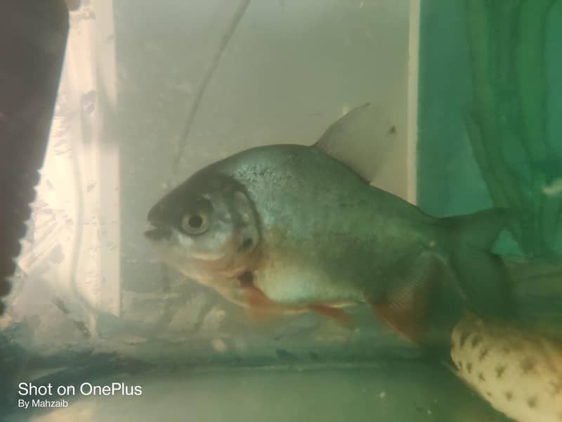Pacu fish pair 5