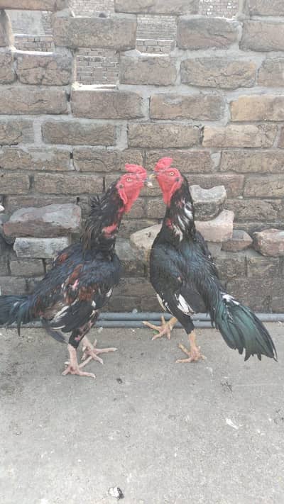 aseel pakoya mushka  pair
