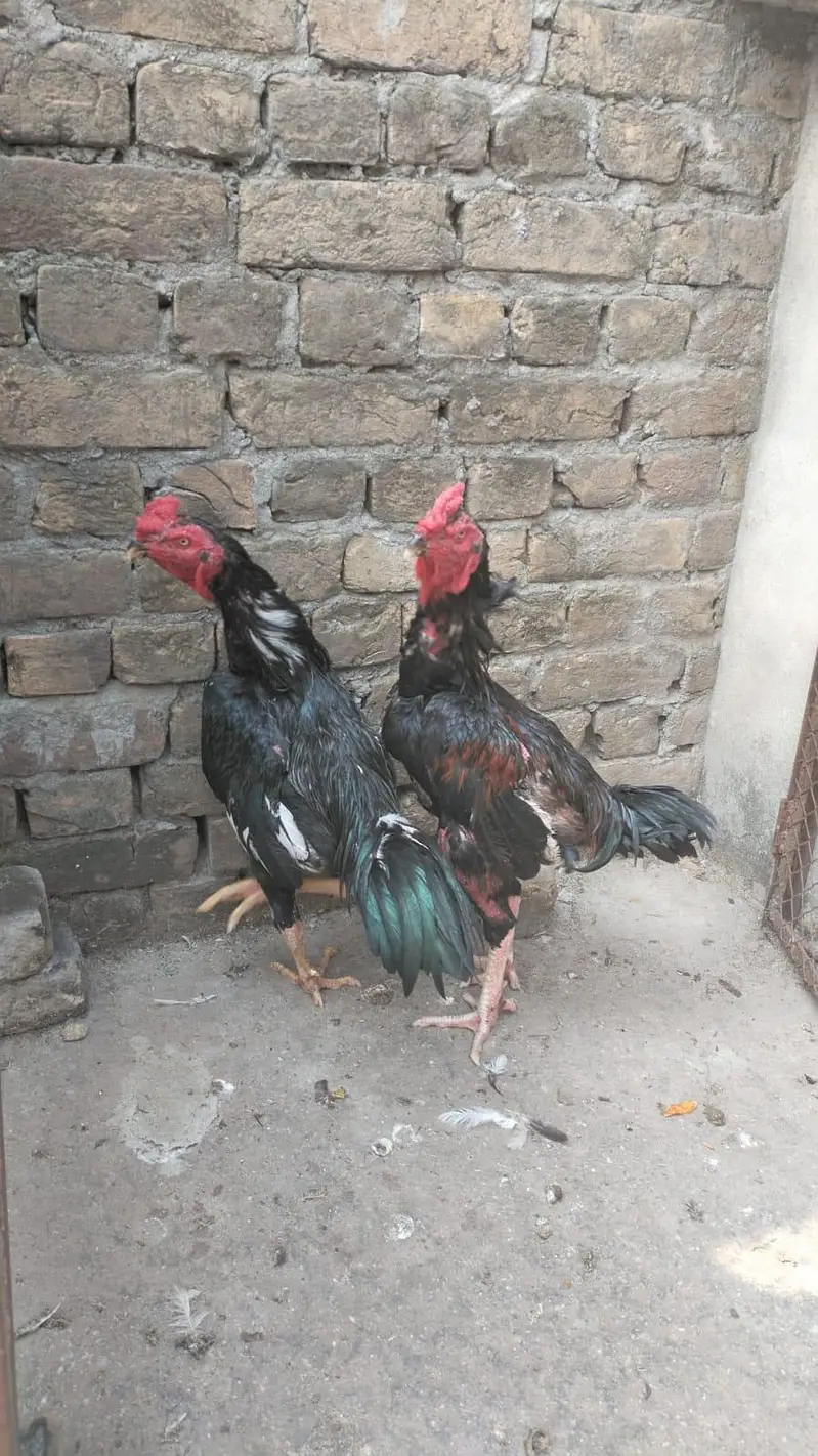 aseel pakoya mushka  pair — photo 2
