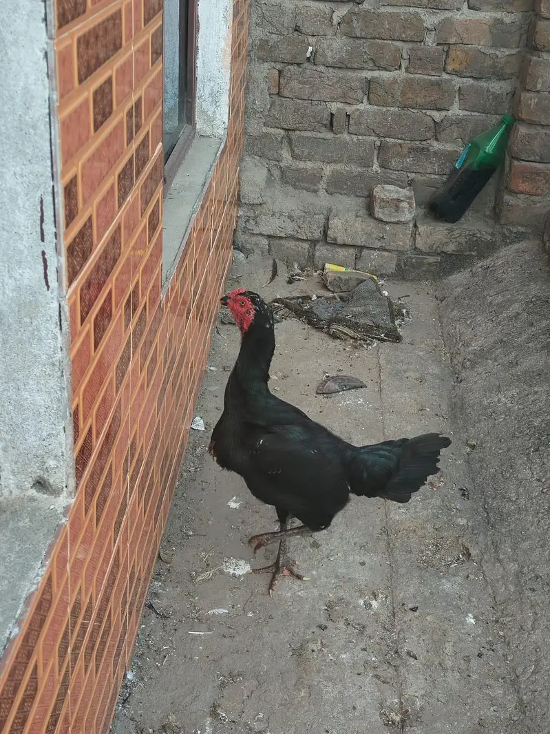 aseel pakoya mushka  pair — photo 3