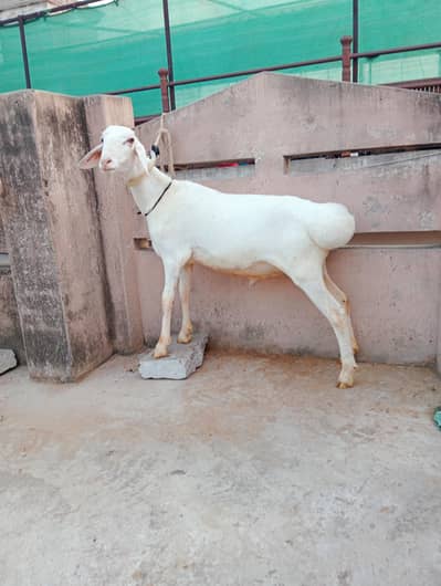 Premium Quality 5-Month-Old Dumba Available