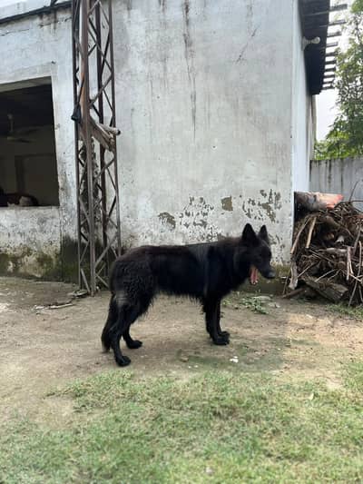 Pure Black German Shepherd Female – Vaccinated