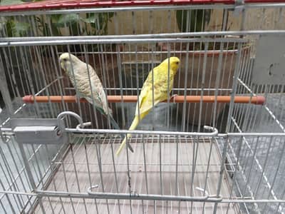 budgies breeder pairs + cage 0/3/2/1/4/9/4/6/8/4/4