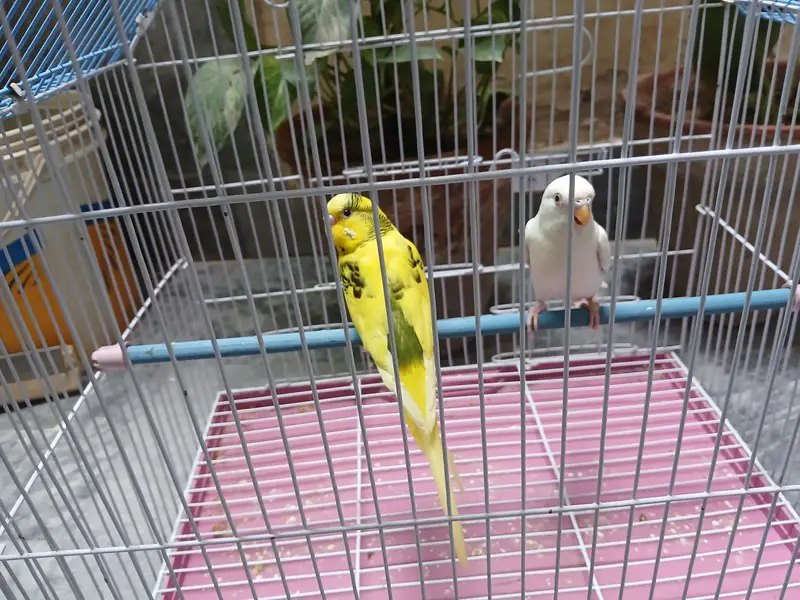 budgies breeder pairs + cage 0/3/2/1/4/9/4/6/8/4/4 — photo 2