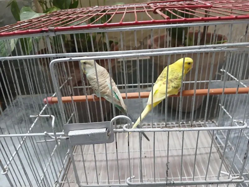 budgies breeder pairs + cage 0/3/2/1/4/9/4/6/8/4/4 — photo 3