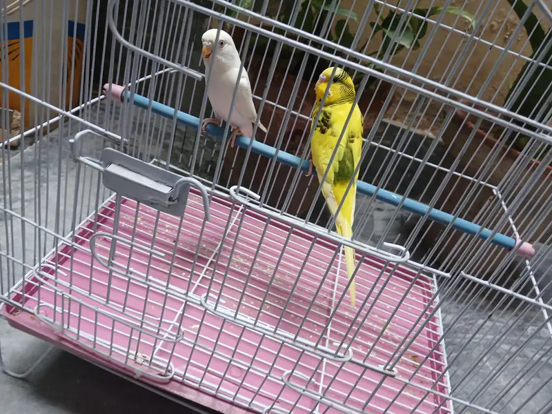budgies breeder pairs + cage 0/3/2/1/4/9/4/6/8/4/4 — photo 4