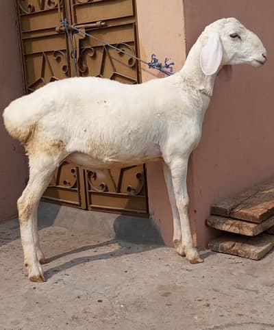 Talagang Dumba for sale