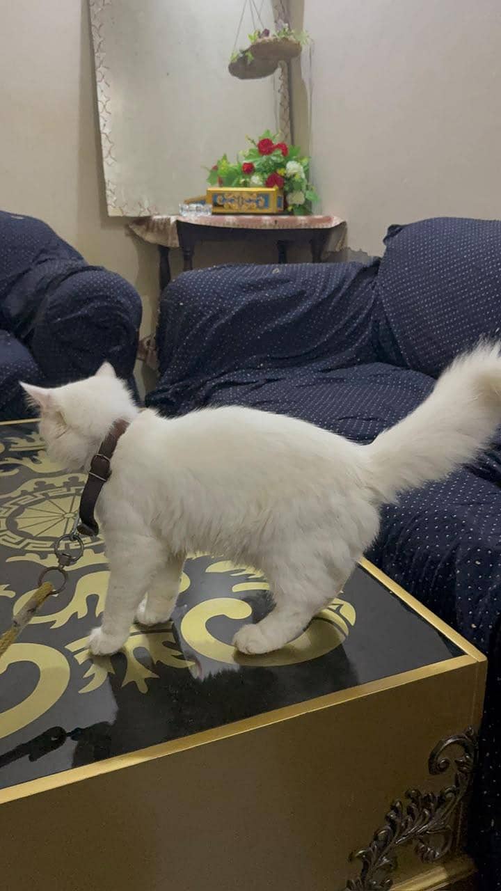 cat salling 2