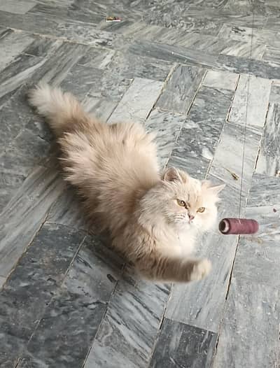 persion cat  (Doll Face)