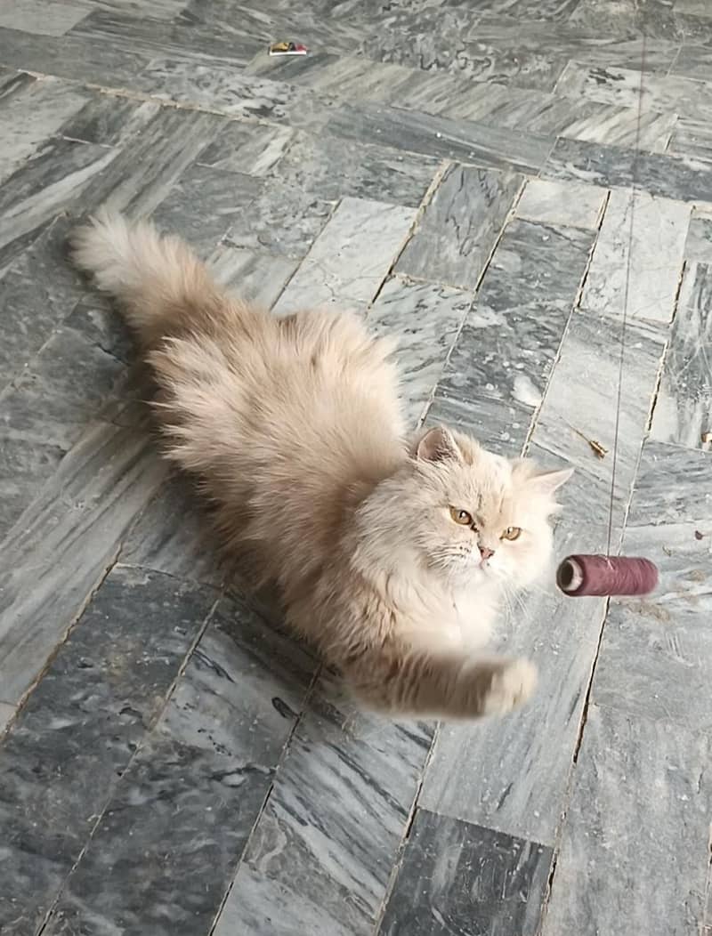 persion cat  (Doll Face) 0
