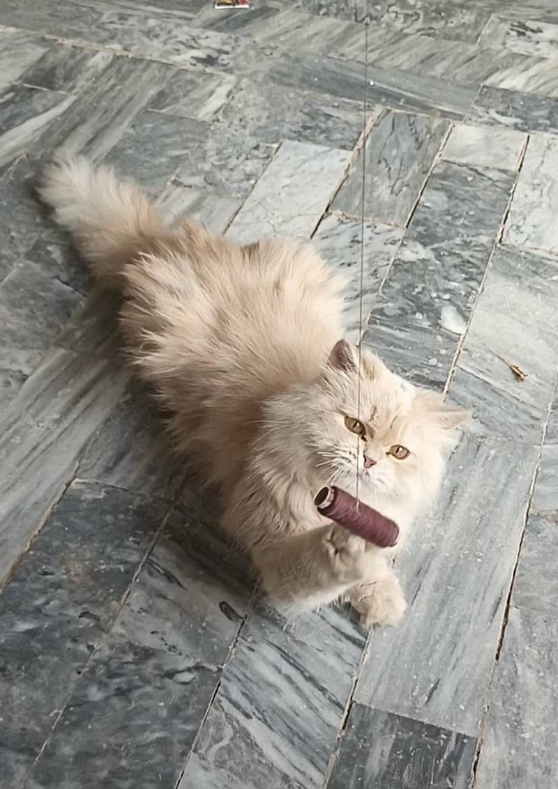 persion cat  (Doll Face) 4