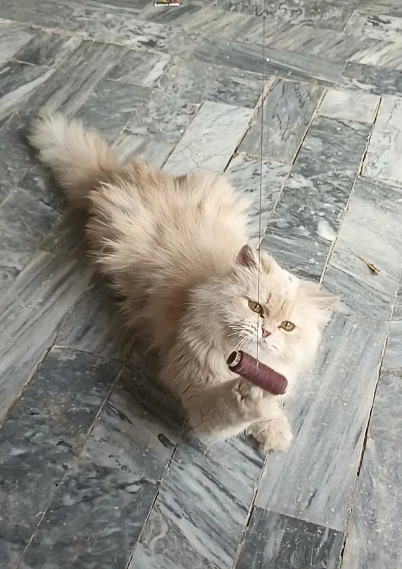 persion cat  (Doll Face) — photo 5