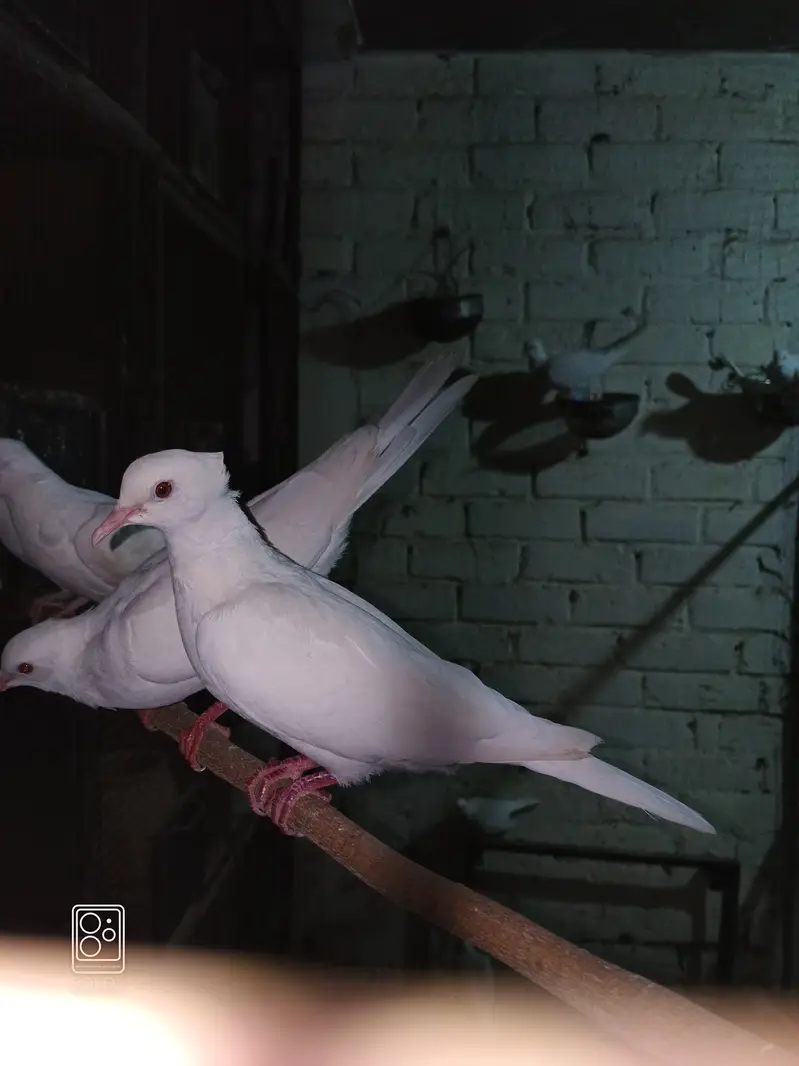 Crested White Dove Pairs