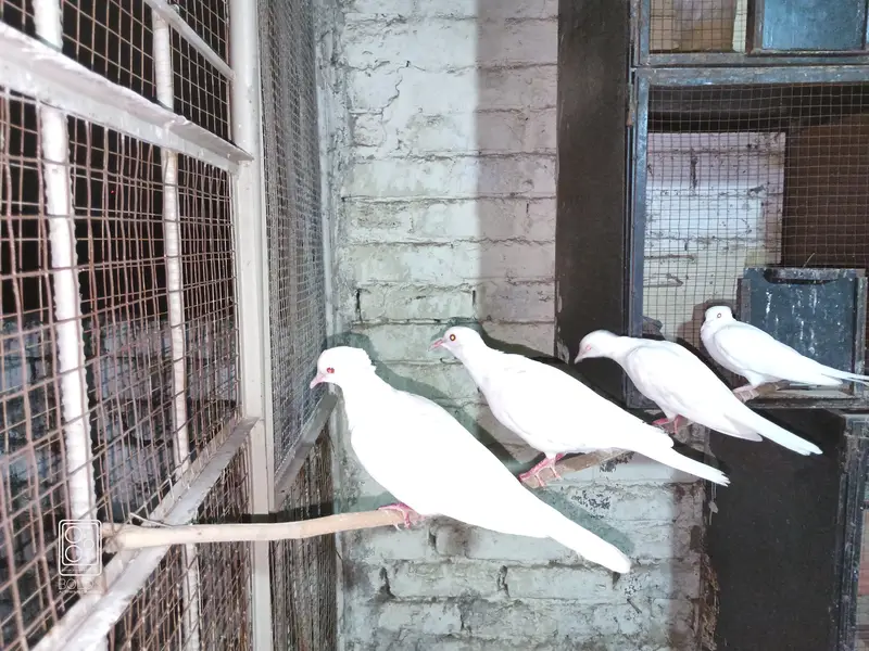 Crested White Dove Pairs — photo 2