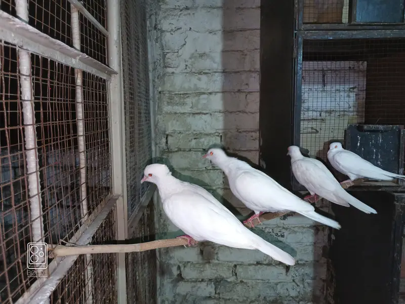 Crested White Dove Pairs — photo 3