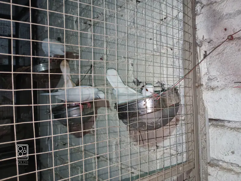 Crested White Dove Pairs — photo 4