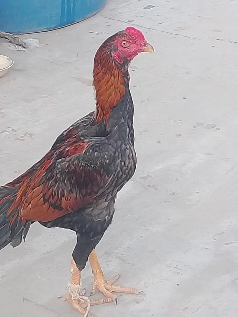 Aseel mianwali — photo 2
