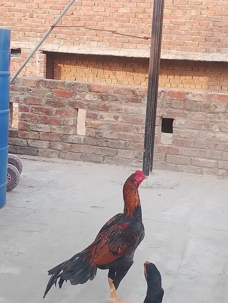 Aseel mianwali — photo 3