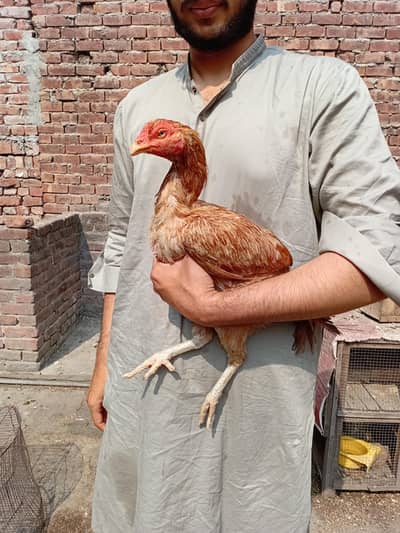peeli or saleti Madi available 03350661457
