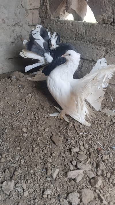 lucky pigeon