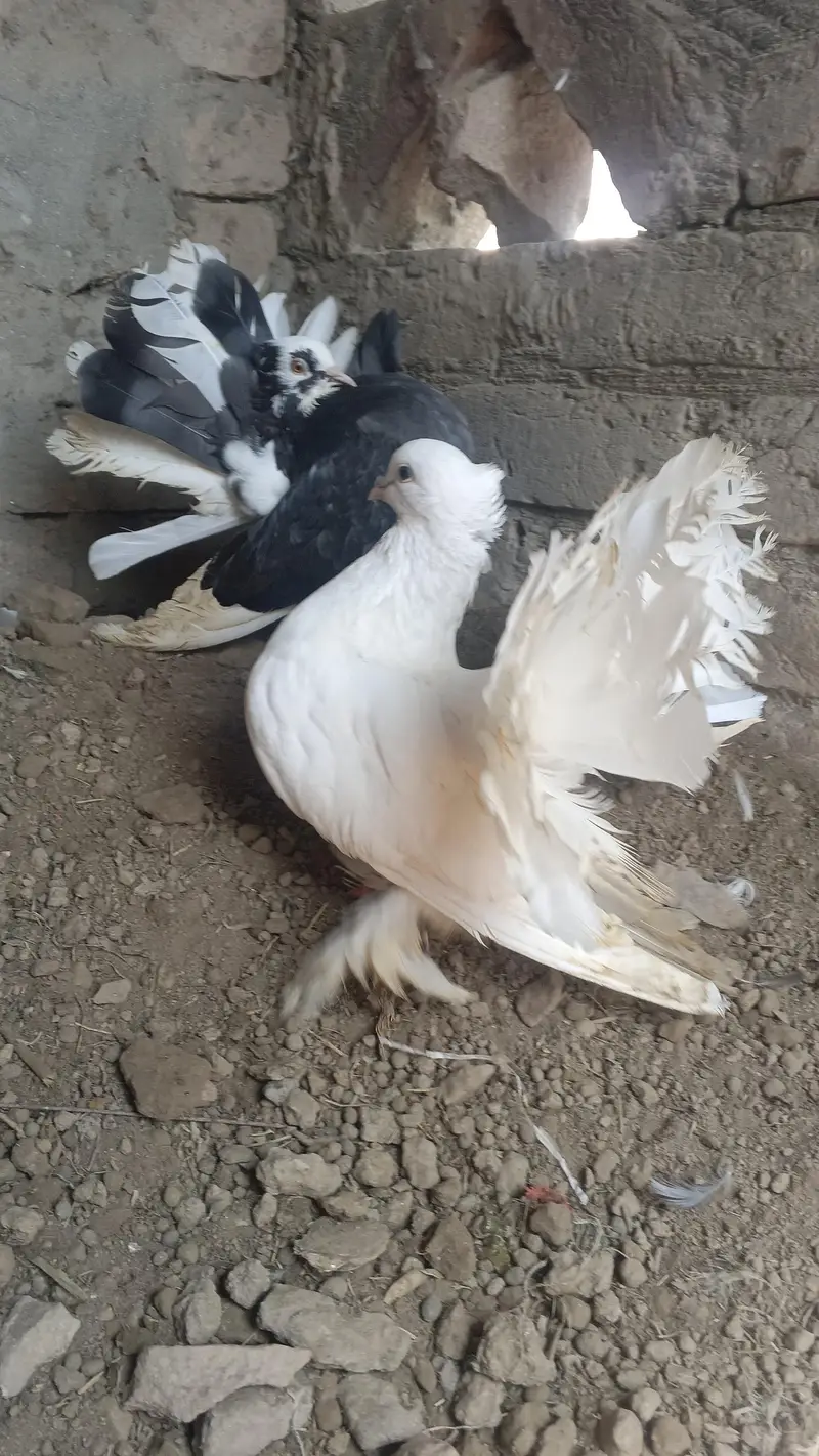lucky pigeon — photo 2