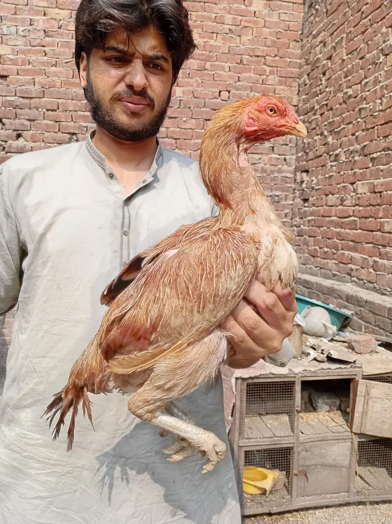 peeli or saleti Madi available 03350661457 — photo 4