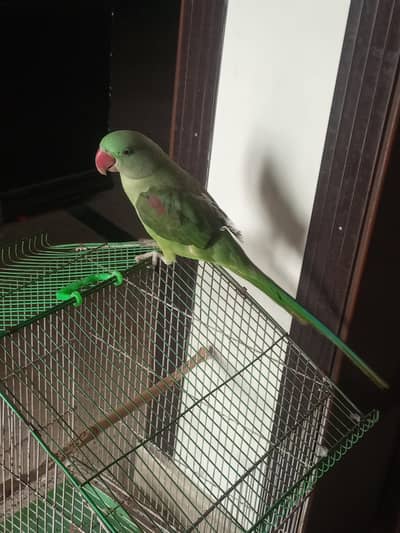 This is a raw parrot