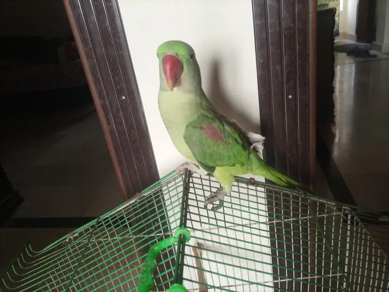This is a raw parrot — photo 2