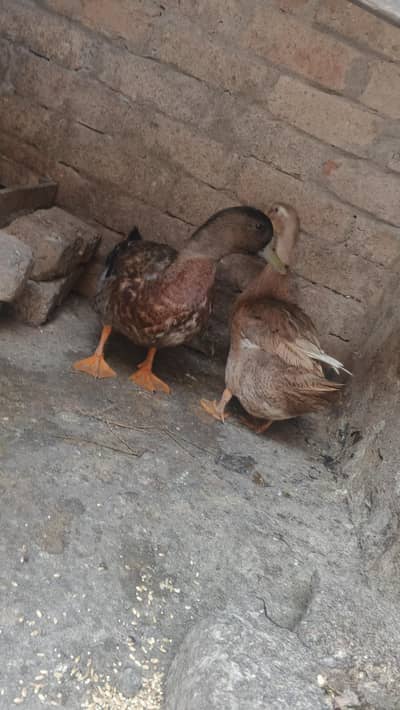duck breeder pair