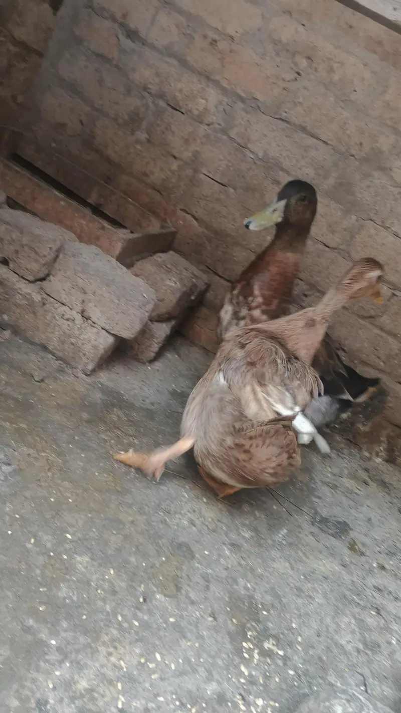 duck breeder pair — photo 2