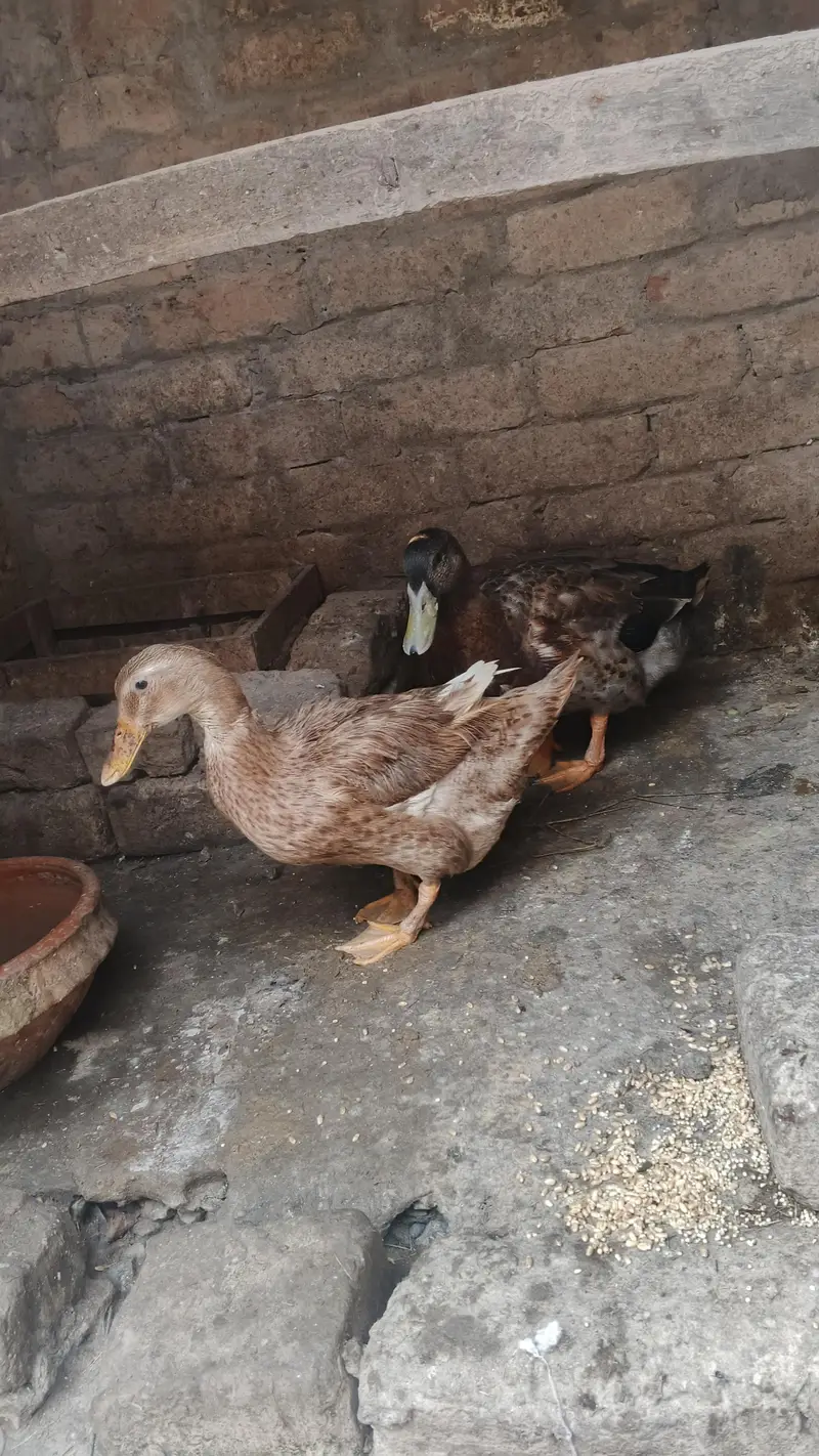 duck breeder pair — photo 4