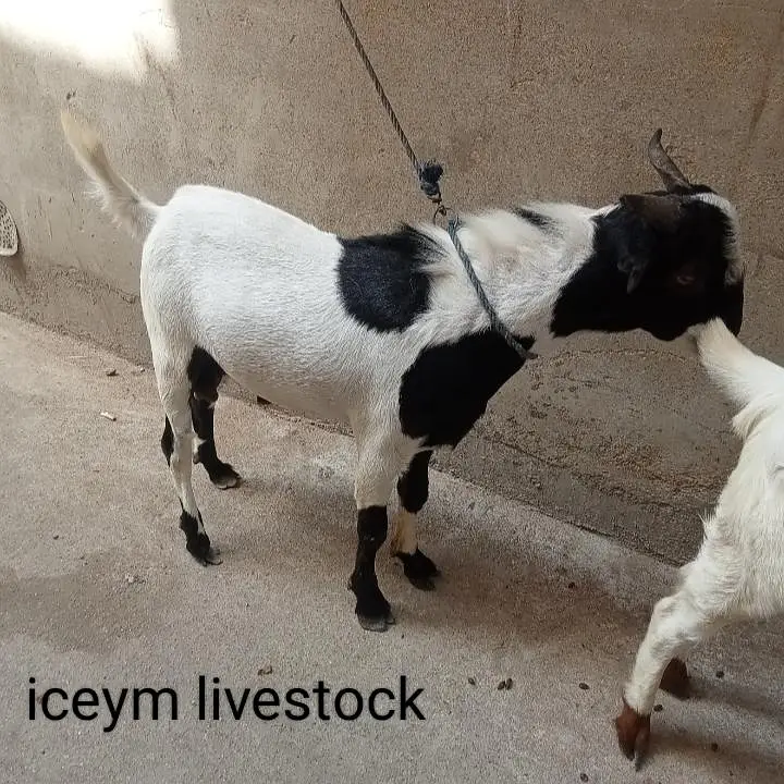 Teddi Tapri Bakri kheeri and 2 Dant — photo 2