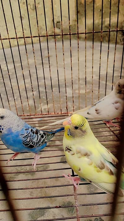 Title: 7 Beautiful Australian Parrots for Sale  | Rs. 4,999