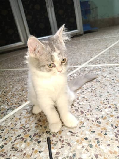 PERSIAN CAT DABLE COAT FOR SALE