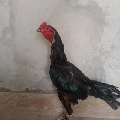 valayati patha for sell hia