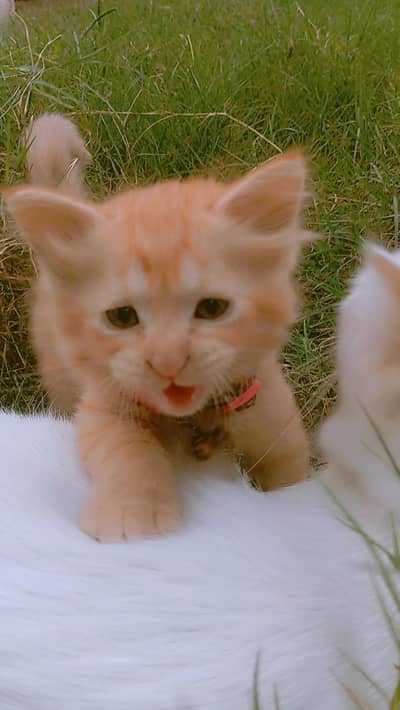 8000 double coated kitten