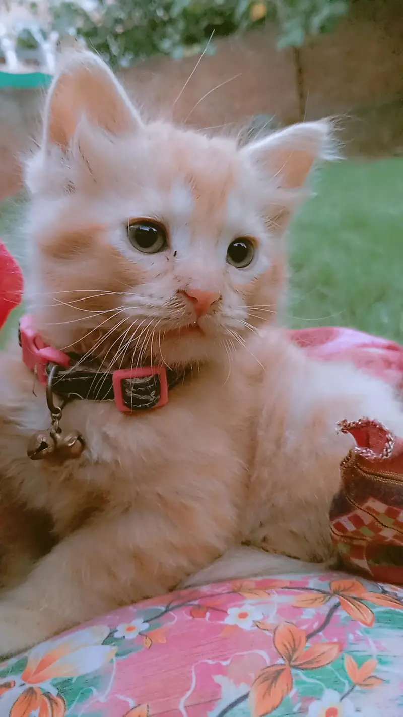 8000 double coated kitten — photo 2