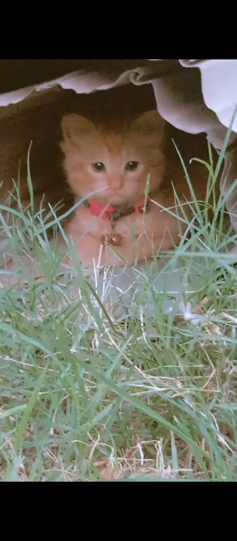 8000 double coated kitten — photo 3