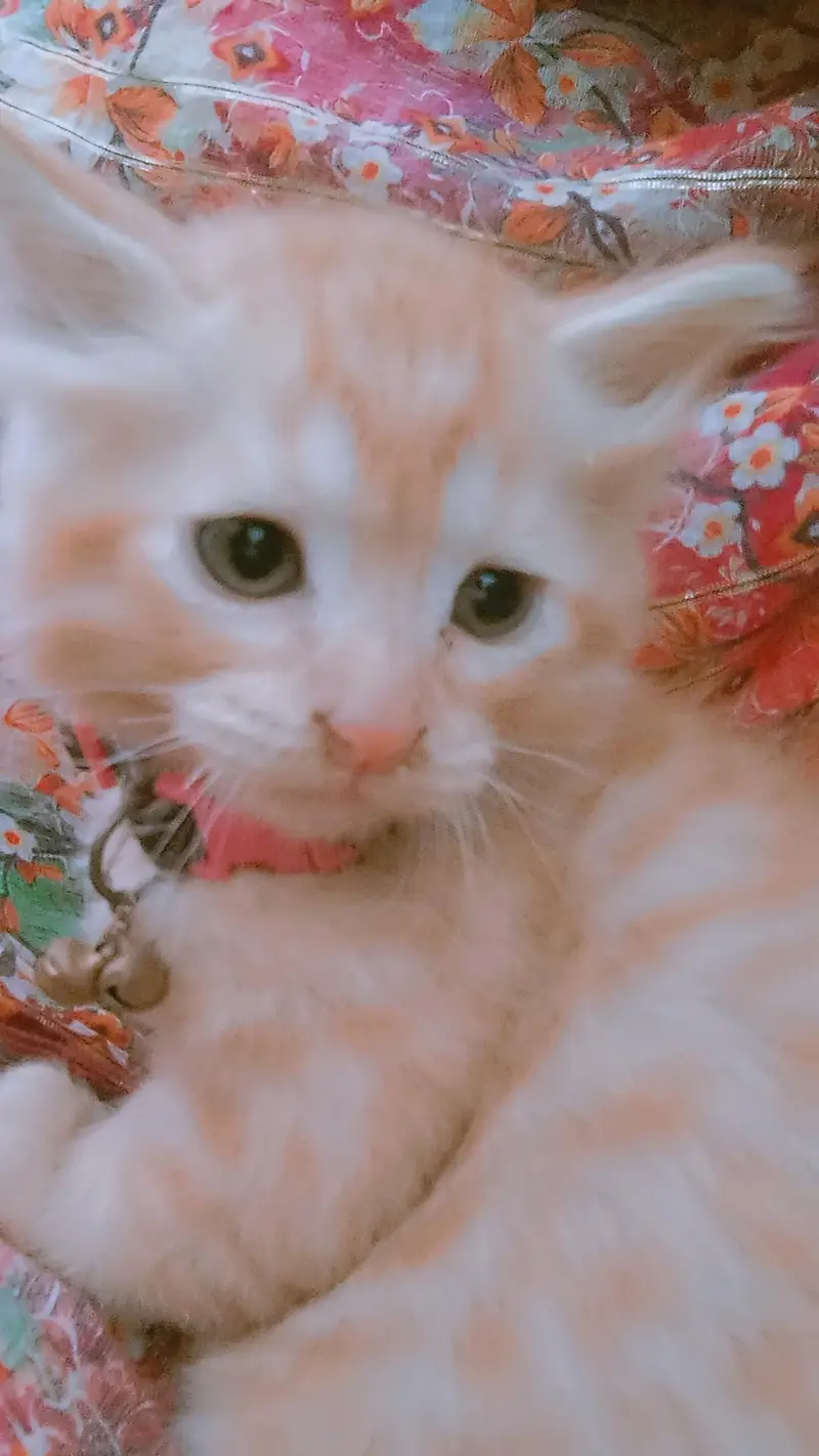 8000 double coated kitten — photo 4