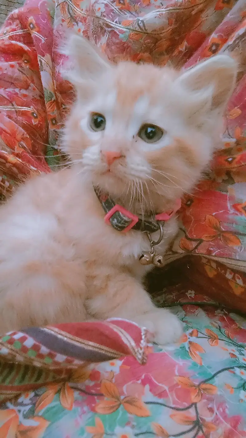 8000 double coated kitten — photo 5