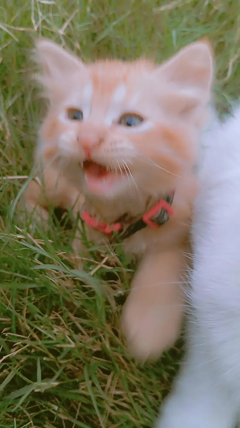 8000 double coated kitten — photo 7