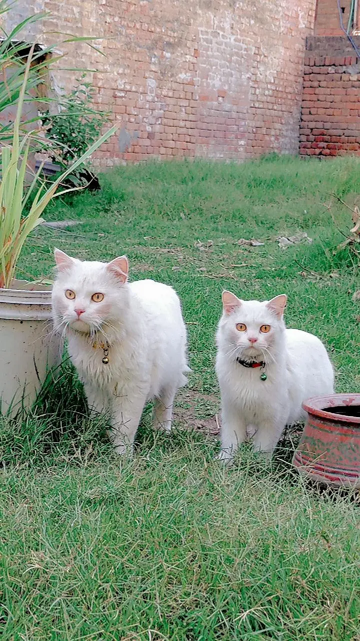 8000 double coated kitten — photo 9