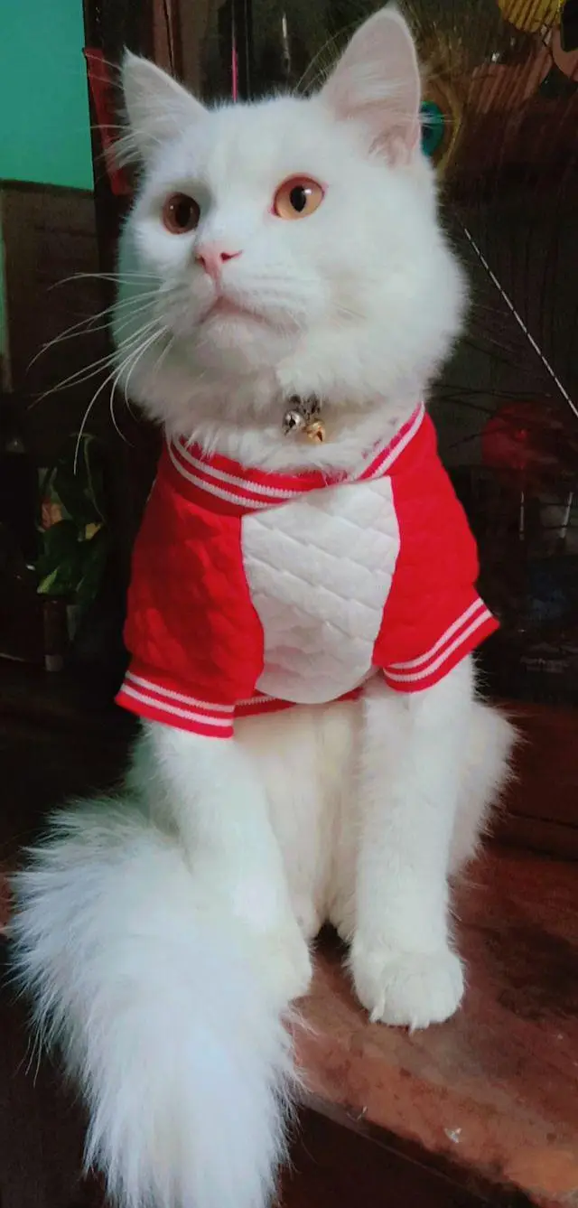 8000 double coated kitten — photo 10