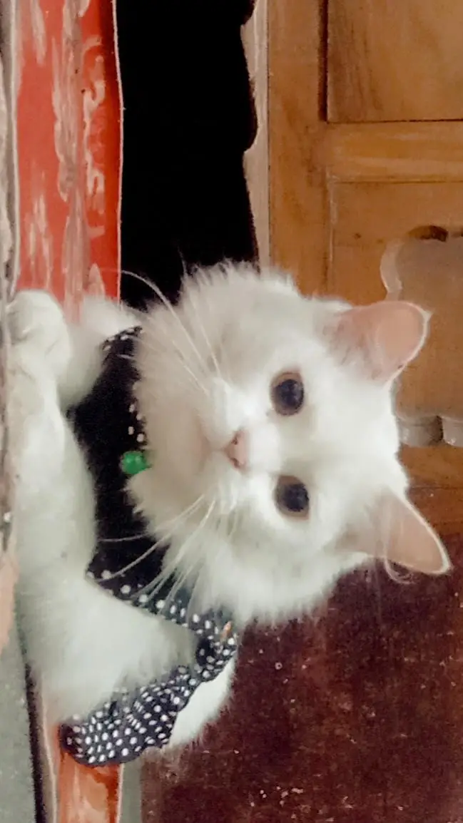 8000 double coated kitten — photo 11