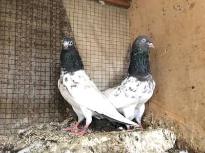 High flyer pigeon