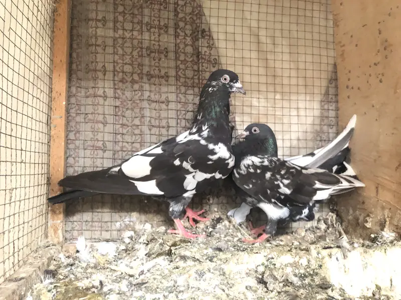 High flyer pigeon — photo 3
